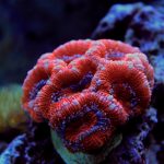 Acan Coral: Cuidados, Fluxo do Tanque e Iluminação