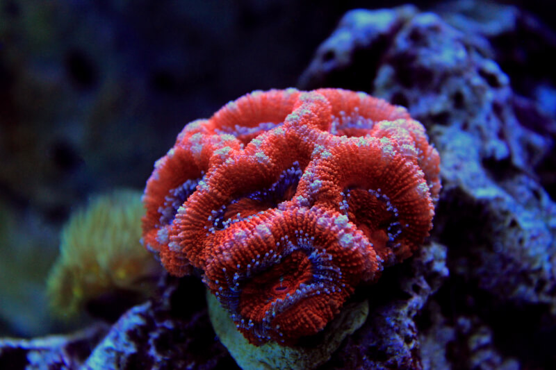 Um Coral Acan mostrando suas cores em um aquário de água salgada