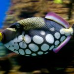 Clown Triggerfish 101: Dicas de Cuidados e Alimentação