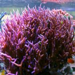 Coral Ninho de Pássaro: Posicionamento e Companheiros