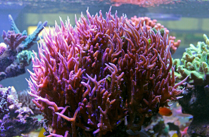 Um Coral Pássaro-do-paraíso mostrando suas cores em um aquário de água salgada
