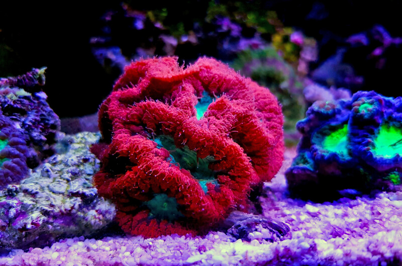 Um coral Blastomussa mostrando sua natureza colorida em um aquário de água salgada