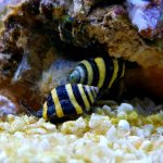 Caracol Bumblebee: Dieta, Companheiros e Tamanho do Tanque
