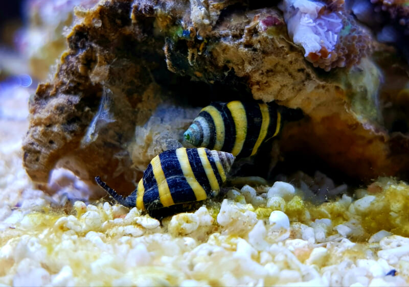 Dois caracóis abelha se escondendo em um aquário de água salgada