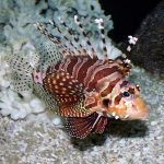Dwarf Lionfish: Dieta, Companheiros e Tamanho do Tanque