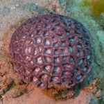 Coral Cérebro Favia: Alimentação, Crescimento e Companheiros