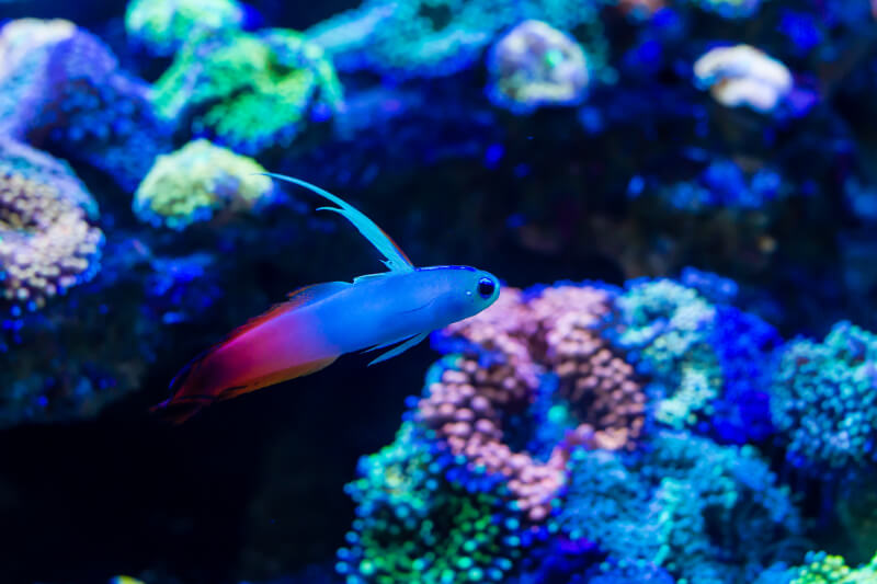 Um Góbio Firefish nadando em um aquário de água salgada