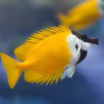 Foxface Rabbitfish: Dieta, Longevidade e Veneno