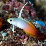 Firefish Goby: Dieta, Doenças e Companheiros de Tanque