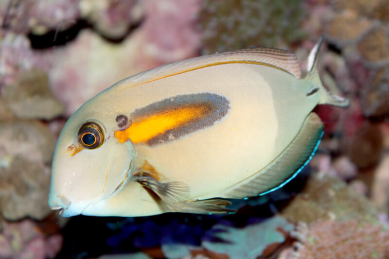 Orange Shoulder Tang swimming in a saltwater aquarium