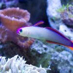 Purple Firefish: Dieta, Tamanho do Tanque e Doenças