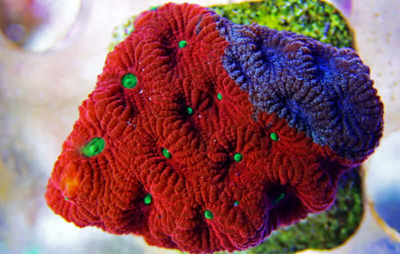 A War Favia Coral showing its colors in a saltwater aquarium