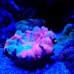 Scoly Coral: Fragmentação, Alimentação e Companheiros