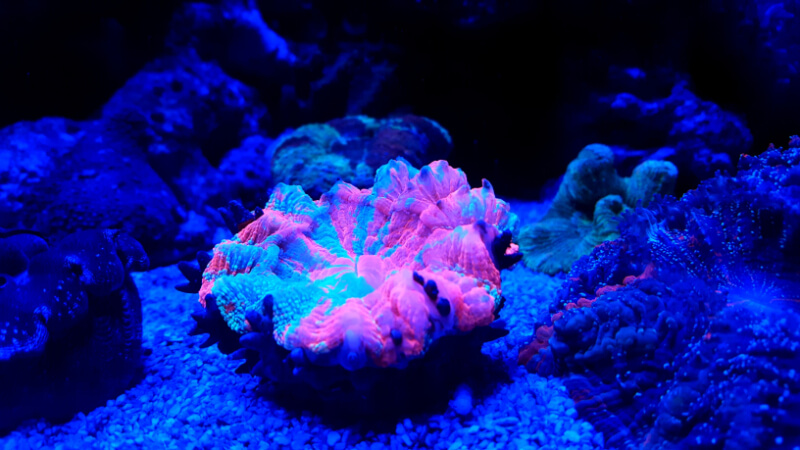 Um coral Scoly mostrando suas cores vibrantes