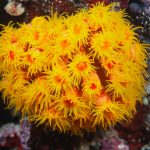 Sun Coral: Cuidados, Alimentação e Fluxo Adequado
