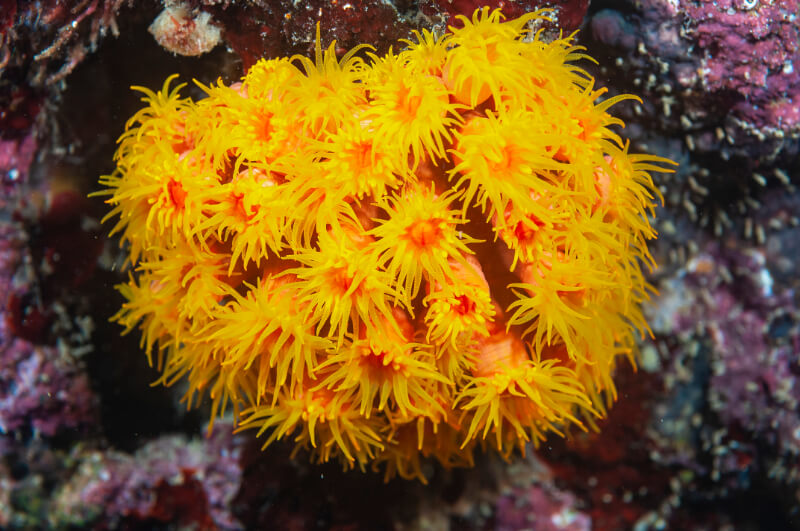 Um Coral Sol mostrando suas cores vibrantes