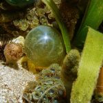 Eliminando Algas Bolha: Como Cortar e Remover