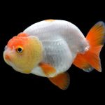 Ranchu Goldfish: Guia Completo sobre Cuidados, Tamanho do Aquário e Mais