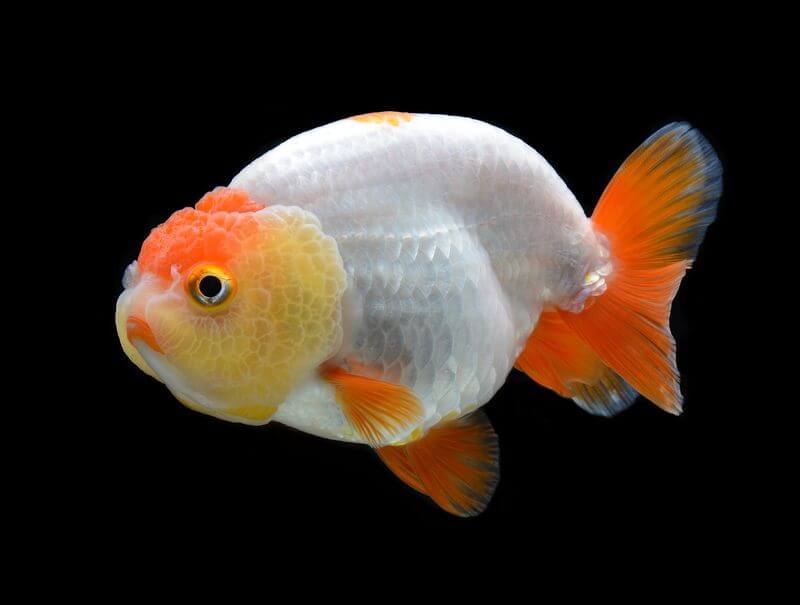Um peixe dourado Ranchu adulto