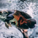 23 Peixes de Água Doce Predatórios e Agressivos para Seu Aquário