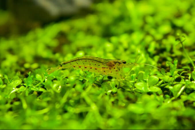 Um pequeno Camarão Amano dentro de um aquário de água doce