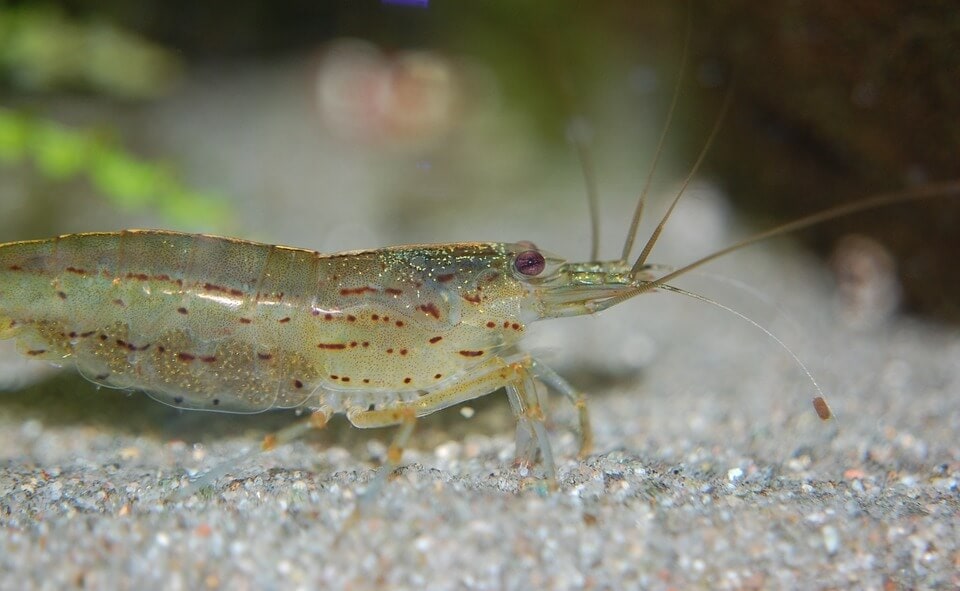 Amano shrimp andando no chão do tanque