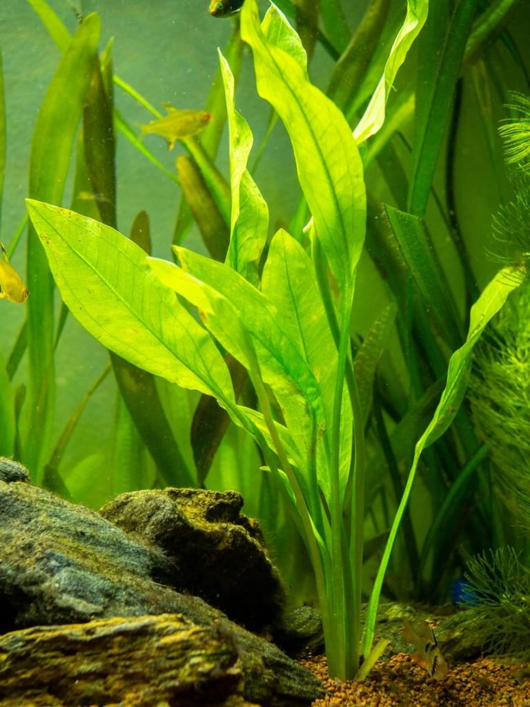 Uma planta de espada amazônica dentro de um aquário de água doce