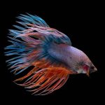 27 Peixes de Água Doce Mais Coloridos para Seu Aquário