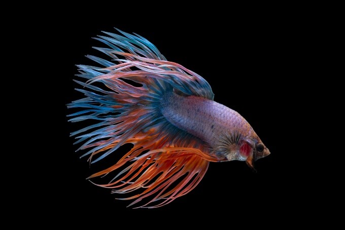 Um peixe Betta colorido vivendo em um pequeno aquário