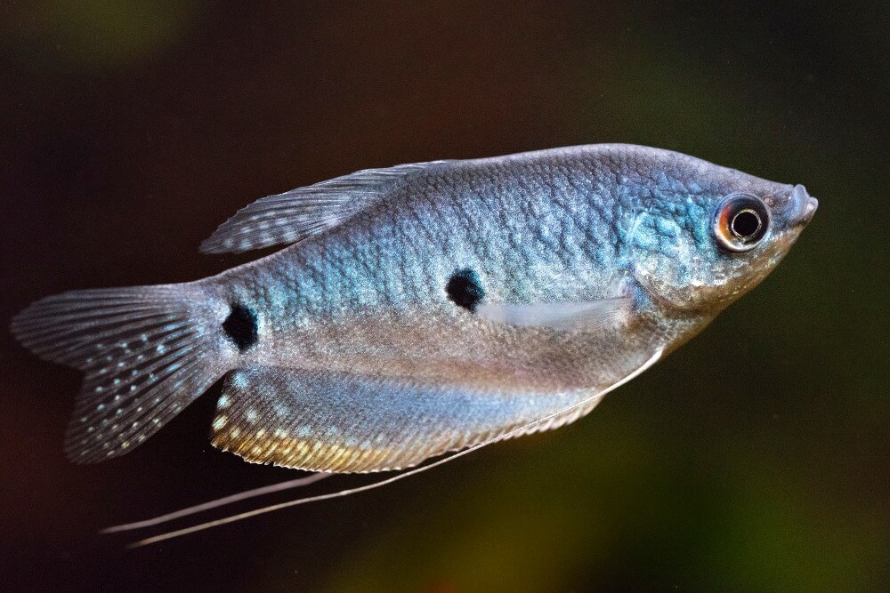 Um bom peixe comunitário chamado gurami azul