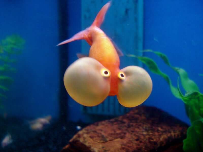 A Bubble-Eye Goldfish moving toward the camera