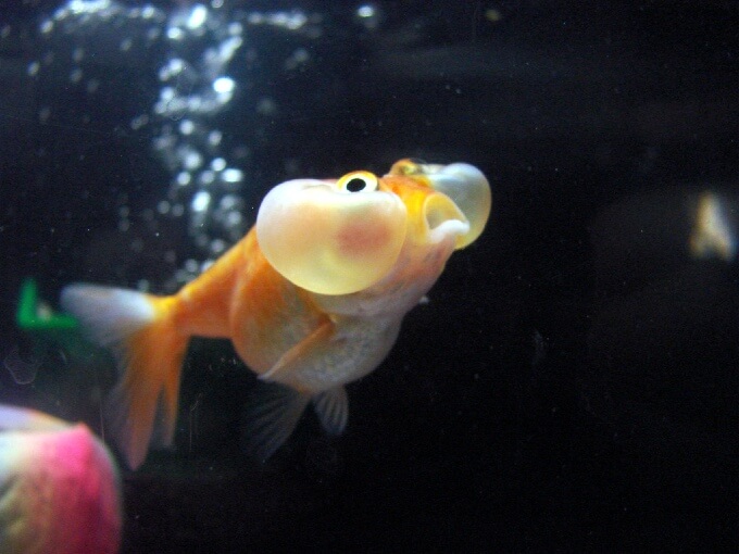 Goldfish Olho Bolha procurando comida durante a hora da refeição