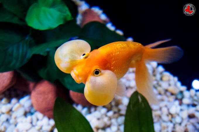 Um Goldfish Olho Bolha nadando perto da câmera