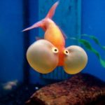 Goldfish Olho de Bolha: Guia Completo de Cuidados