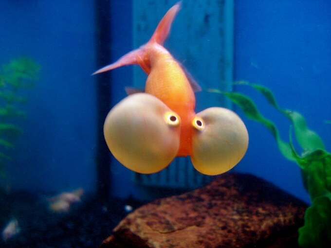 Goldfish Olho Bolha nadando em direção ao fundo do tanque