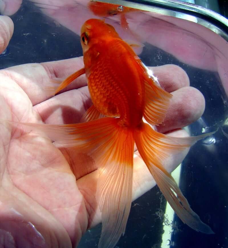 A person holding a Butterfly Goldfish