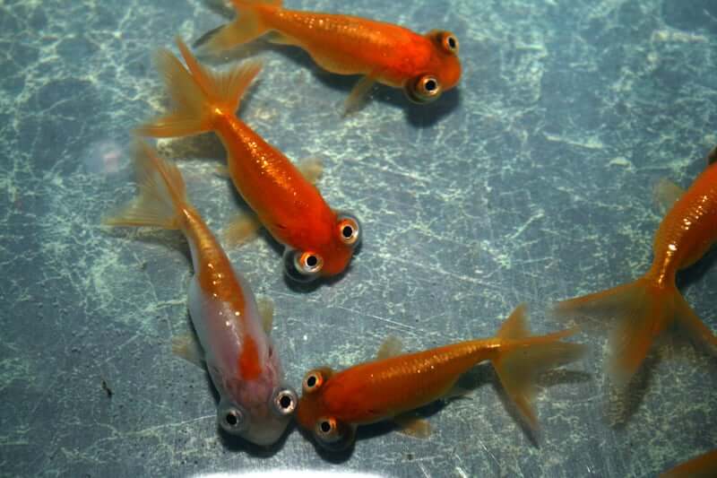 A group of Celestial Eye Goldfish swimming together in shallow water