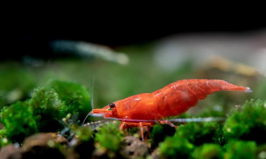 Um companheiro de tanque goldfish chamado camarão cereja