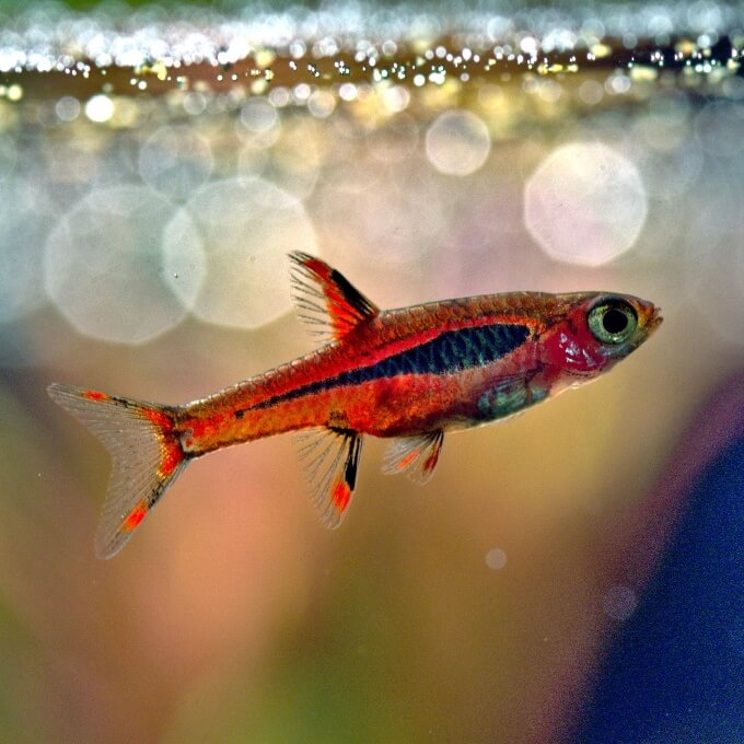 Um peixe Chili Rasbora nano em um pequeno aquário de água doce