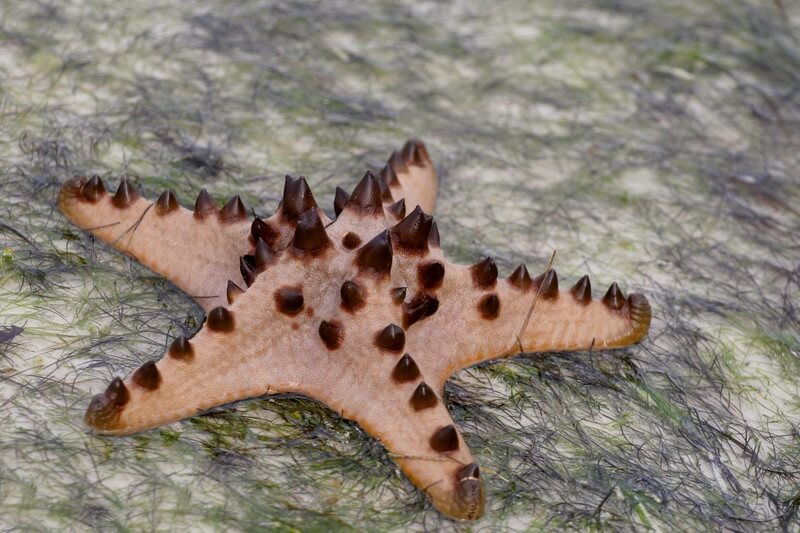 Uma estrela-do-mar chocolate chip que come vários moluscos grandes