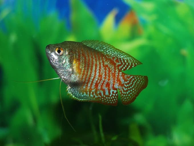 Um peixe de água doce colorido chamado Gourami nadando no aquário
