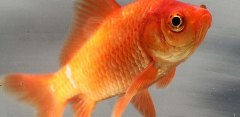 A common goldfish