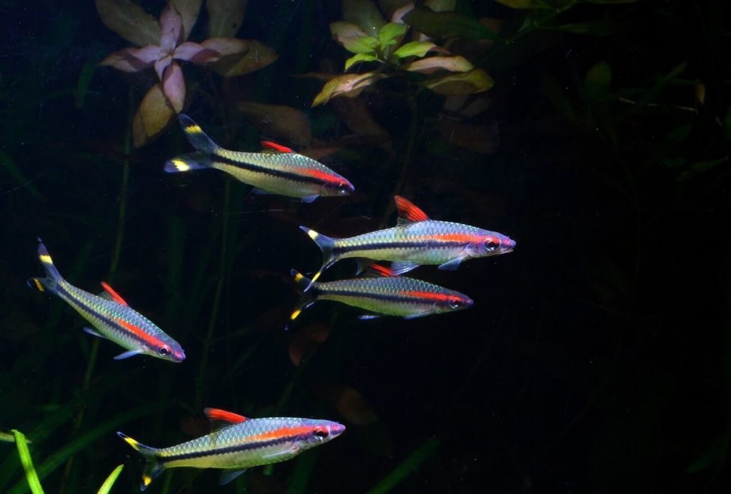 Um grupo de Denison Barbs nadando em um aquário de água doce