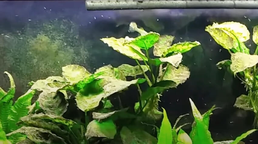 Minhocas detritívoras em um aquário
