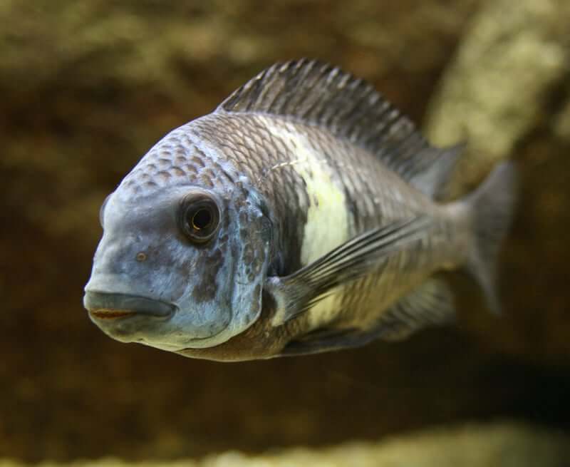 Um peixe Duboisi Cichlid nadando em direção à câmera