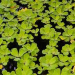 Dwarf Water Lettuce: O Guia Completo para Cuidados