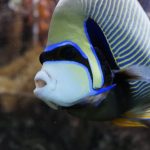 Imperador Angelfish: Cuidados, Longevidade e Mais!