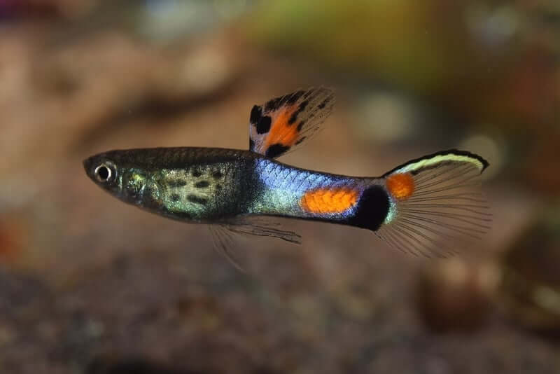 Um peixe de água doce fofo chamado Endler's Livebearer