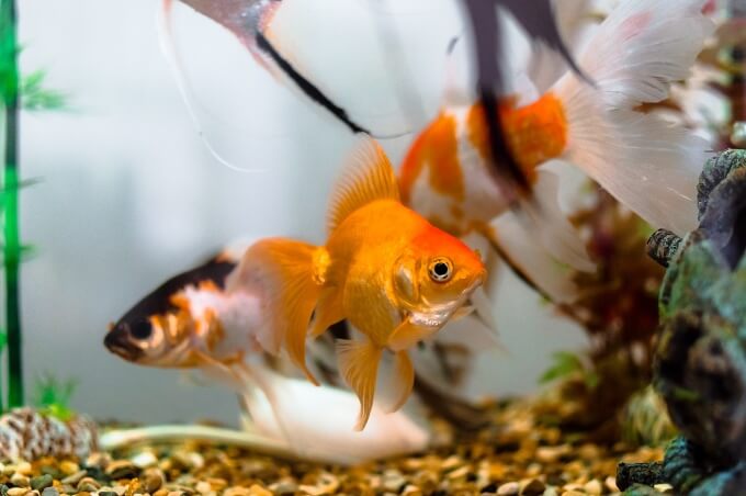 Um grupo de goldfishs ornamentais em um aquário de água fria
