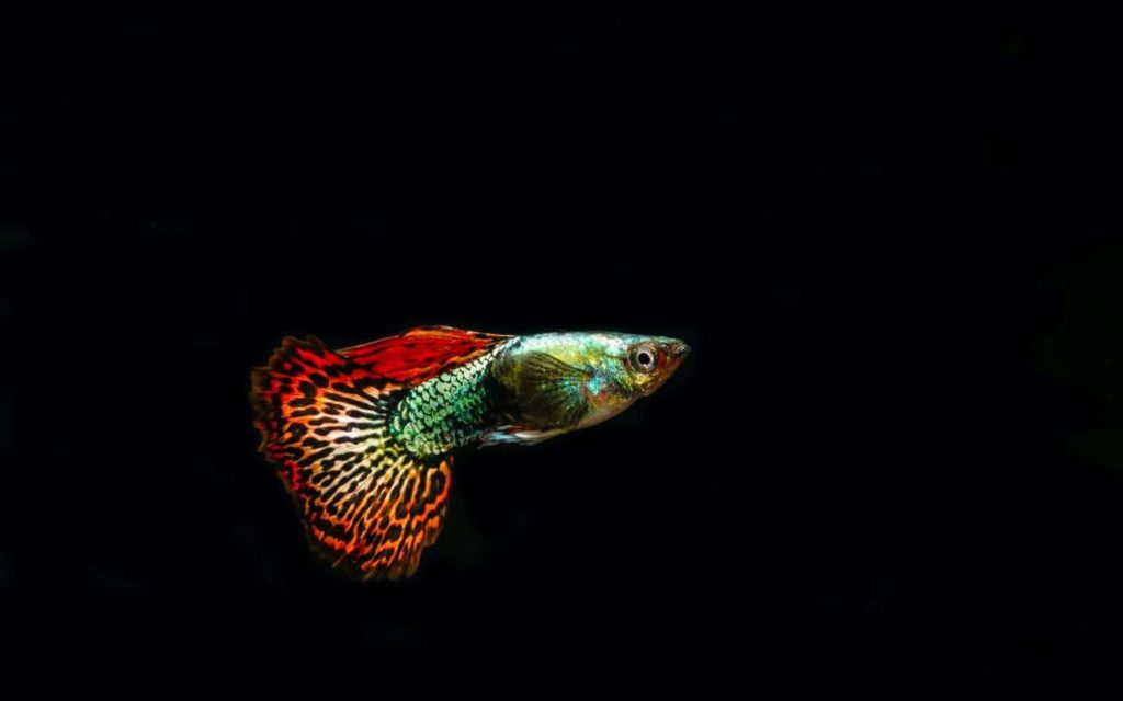 Um peixe de água doce colorido chamado Fancy Guppy nadando sozinho